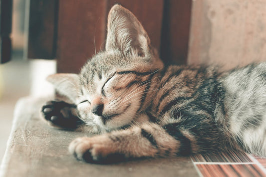 Chat près d’un tapis : comment nettoyer une tache d’urine